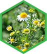 Organic Chamomile