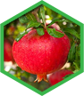 Organic Pomegranate
